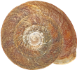 Helicigona lapicidaLINSSNÄCKA14.1 × 15.6 mm